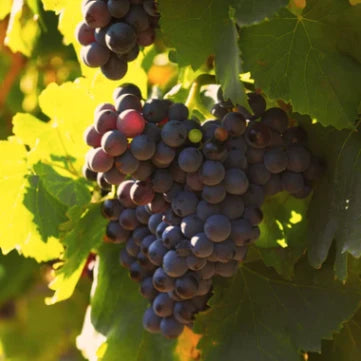 Our_Approach_to_Winemaking03_500x500_9292f3af-e844-4861-9463-c66524399da2.webp
